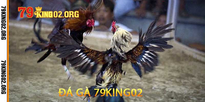 đá gà 79king02